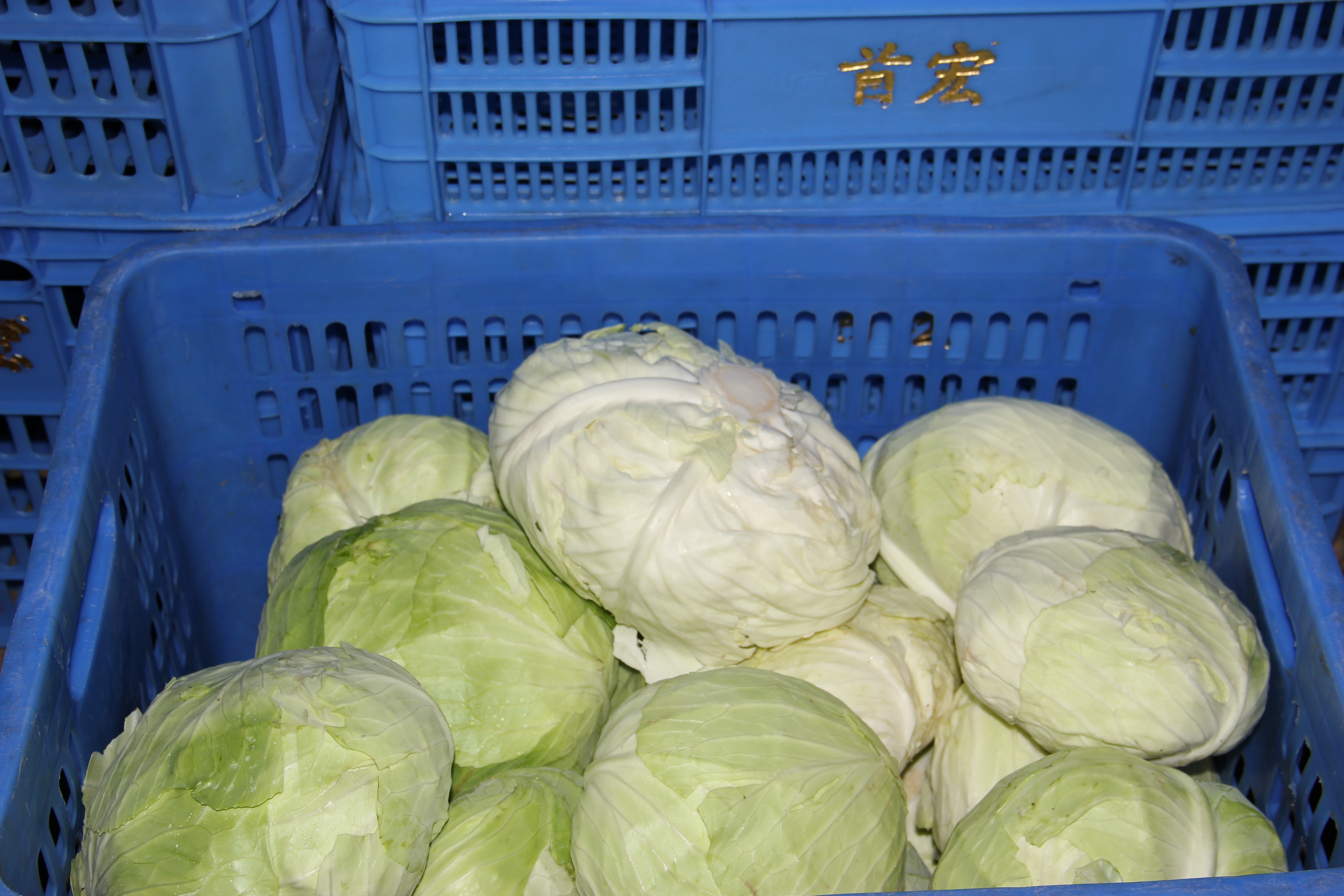 隨時隨地領(lǐng)取新鮮蔬菜東莞市蔬菜配送服務(wù)有何亮點(diǎn)，新鮮蔬菜為您解燃眉之急