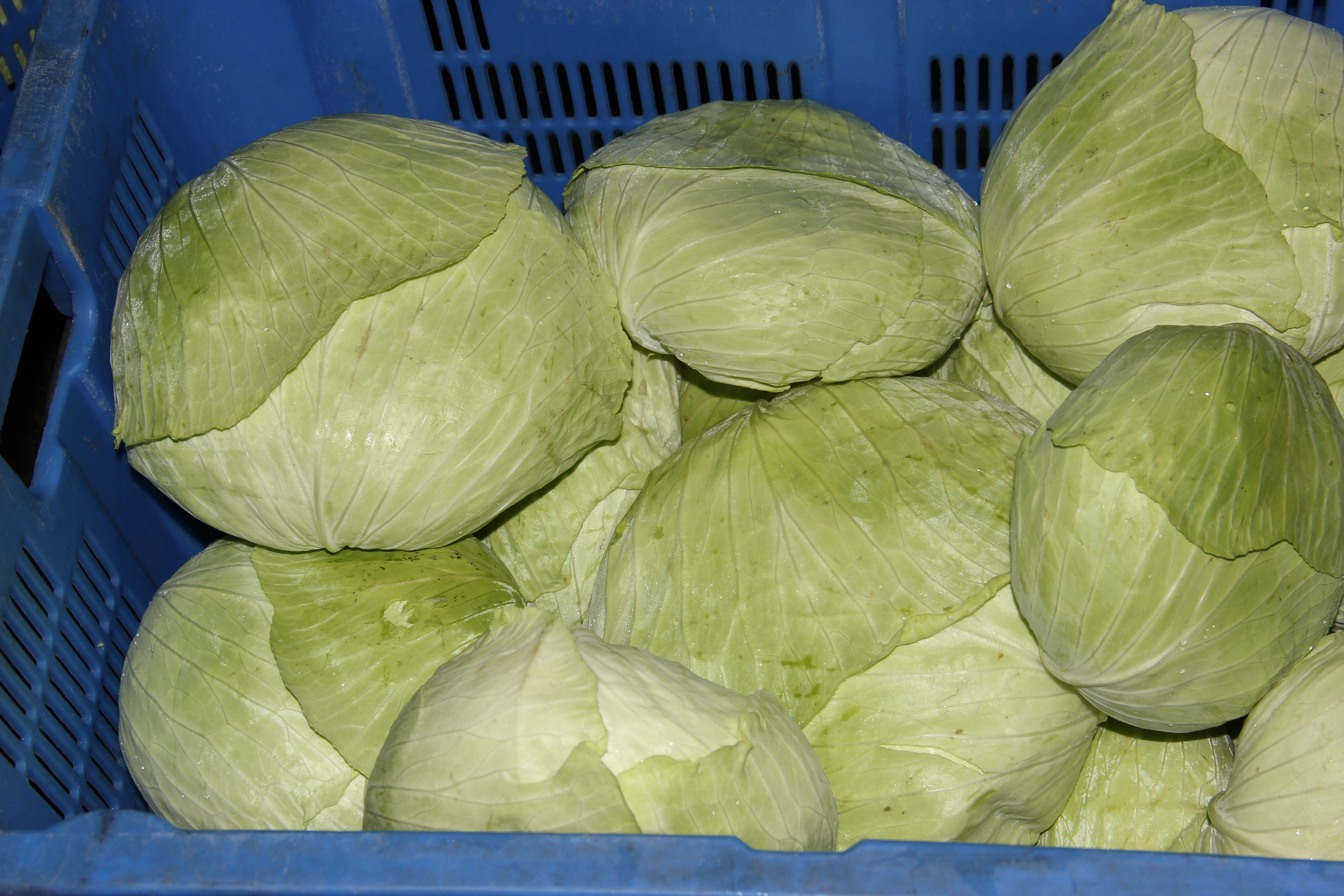 新鮮蔬菜配送有何改變，新鮮蔬菜配送改善生活質量