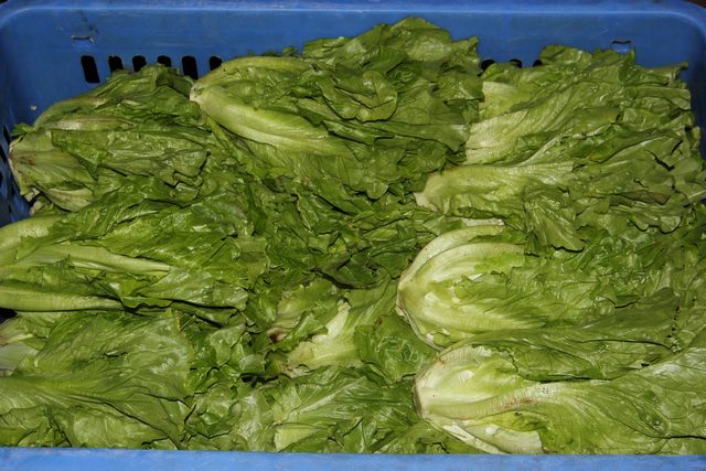 公司食堂凈菜配送如何做到，公司食堂凈菜配送