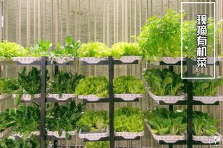 東莞市莞城區(qū)的蔬菜配送為何大受歡迎？