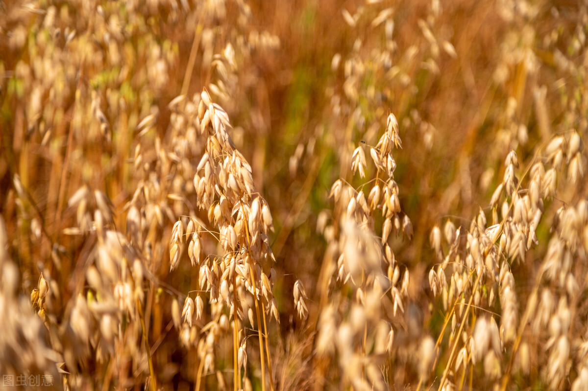 五種雜糧正餐可降血糖，告別每天血糖高的迷惑