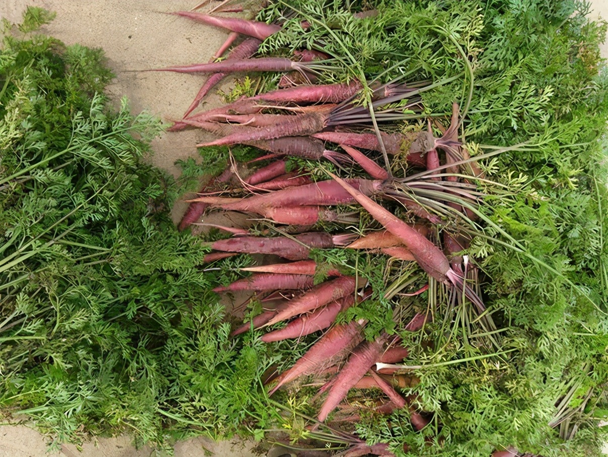 農(nóng)產(chǎn)品配送公司：既是蔬菜又是水果,這種紫色的胡蘿卜嗎？