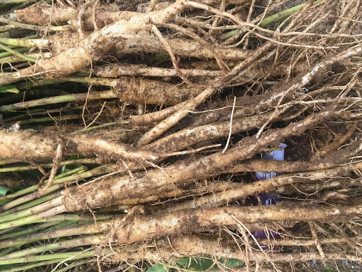 農(nóng)產(chǎn)品配送中心：桔梗分為食用和藥用，桔梗根做成的泡菜嗎？