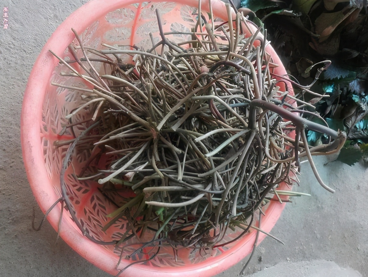 農(nóng)產(chǎn)品蔬菜配送：知道菱角的果實(shí)能吃，卻不知藤還能做菜！