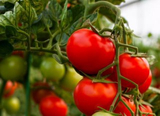 專業(yè)食材配送：這幾種農作物，很適合農民朋友們種植