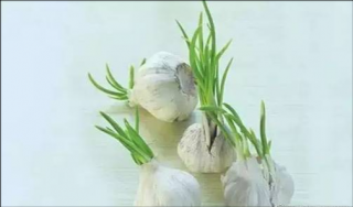 生鮮配送行業(yè)：發(fā)芽的大蒜到底還能不能吃呢？