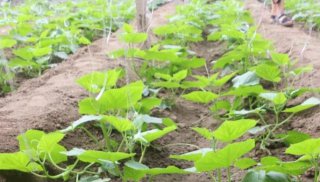 蔬菜苗期到底該不該沖肥？沖什么肥？東莞農(nóng)產(chǎn)品配送來解答