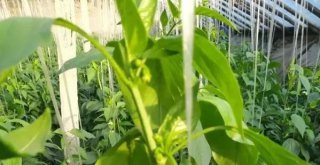 莖葉生長(zhǎng)過旺不坐果，東莞農(nóng)產(chǎn)品配送公司建議試試這三招