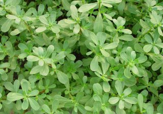 大嶺山蔬菜水果配送：關(guān)于“長壽菜”馬齒莧的小知識，快學(xué)起來