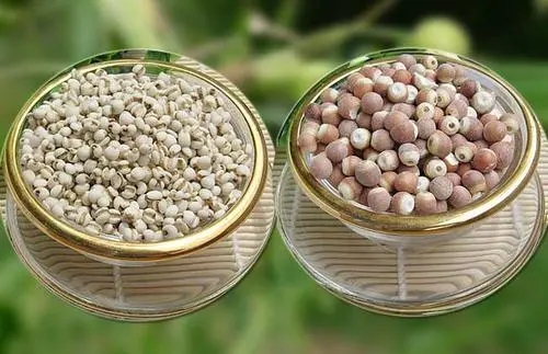 謝崗配送有機蔬菜