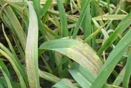 如何才能種出高質(zhì)量的大蒜？蔬菜配送教你一個絕招