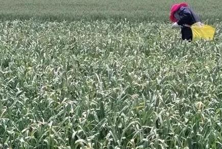 如何才能種出高質(zhì)量的大蒜？蔬菜配送教你一個絕招