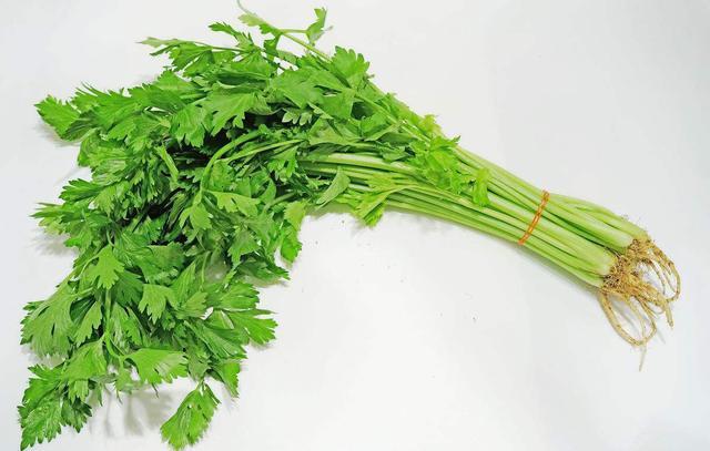 芹菜正確的三種采收方法，讓你的芹菜怎么吃也吃不完
