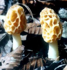 羊肚菌是什么？它的功效作用又是什么？