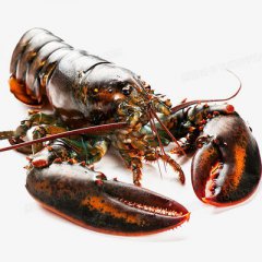 波士頓龍蝦的營養(yǎng)價值？